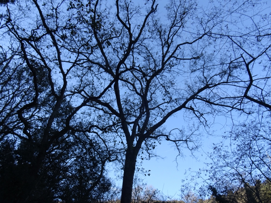 El roure de la Font Groga.