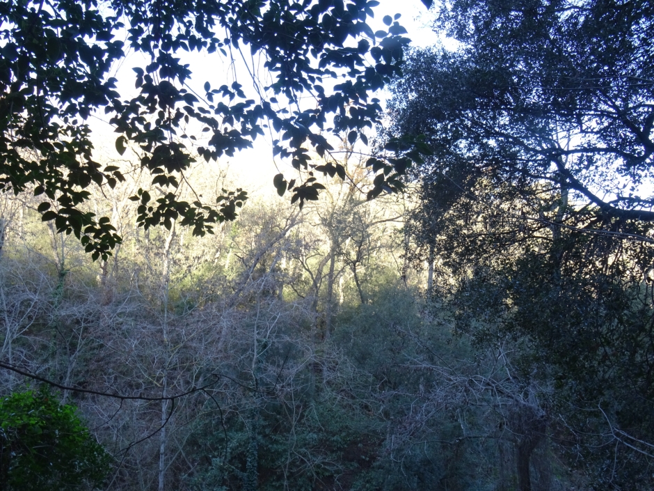 Emplaçament dels Els castanyers de la Font Groga.