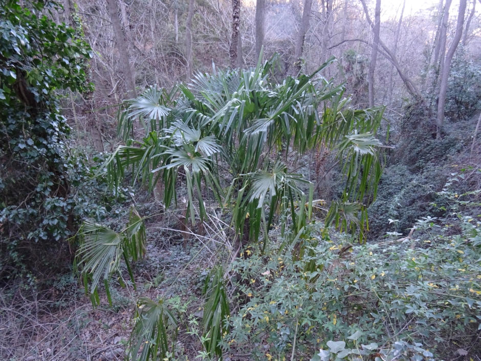 Les palmeres de la Font Groga.