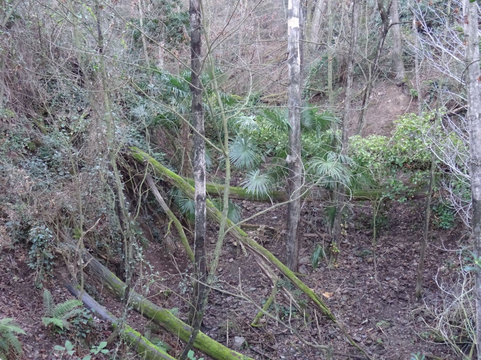 Les palmeres de la Font Groga.