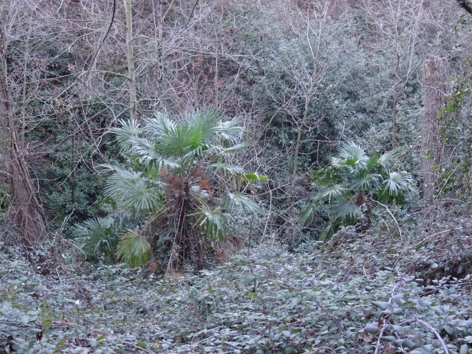 Les palmeres de la Font Groga.