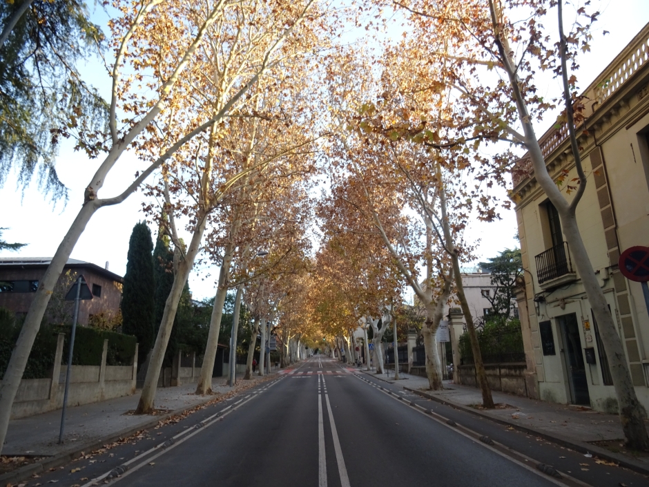 Plàtans de l'avinguda de Gràcia.