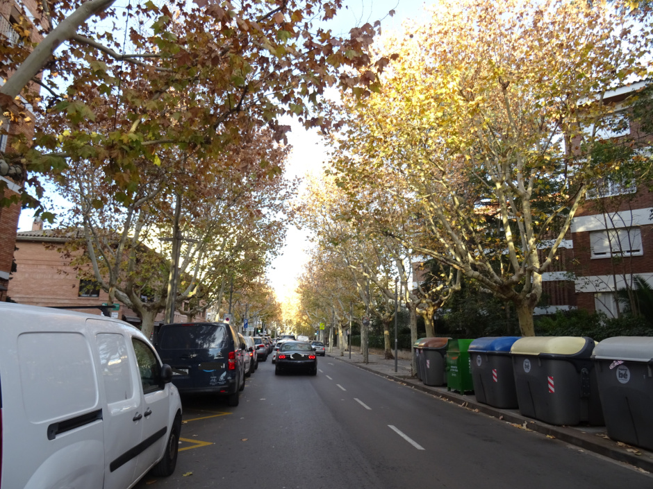 Plàtans de la rambla Ribatallada.