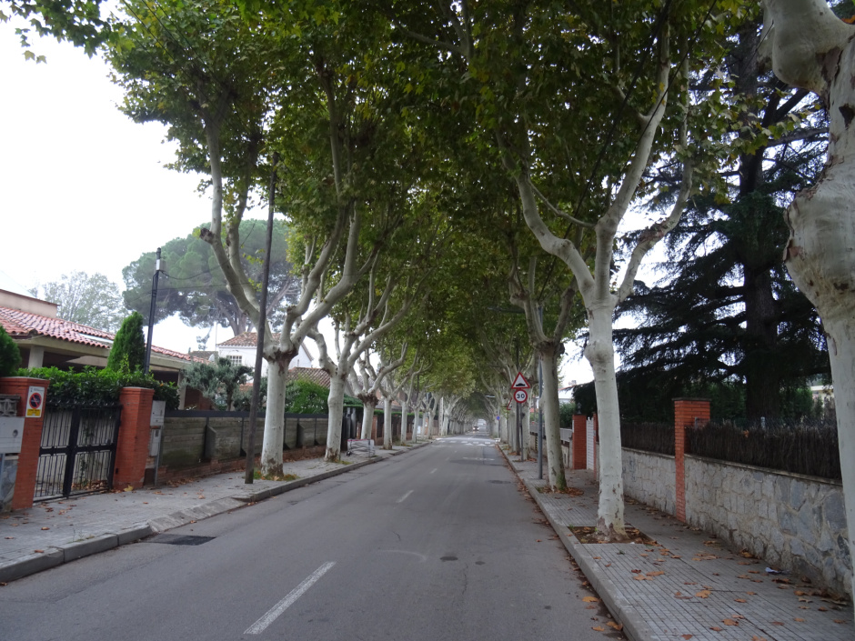 Plàtans del passeig del Baixador de Mira-sol.