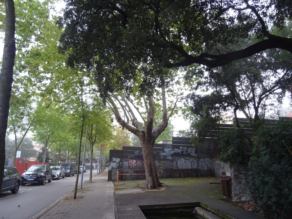 Plàtan de la font de Can Gatxet.