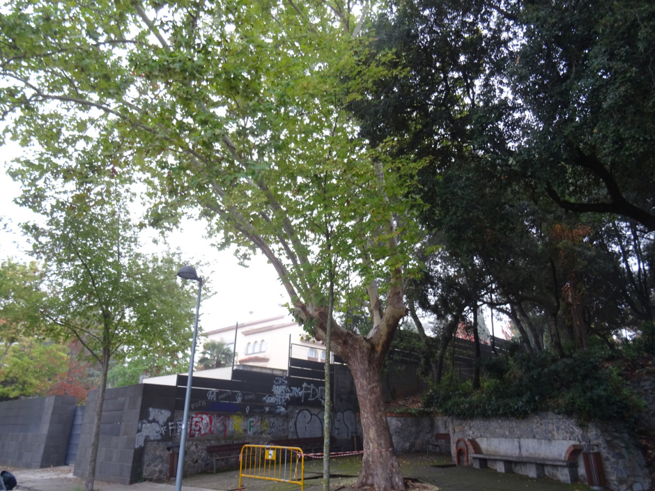 Plàtan de la font de Can Gatxet.
