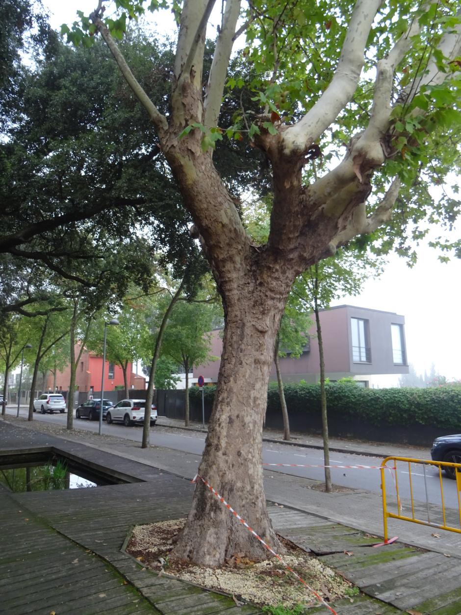 Plàtan de la font de Can Gatxet.