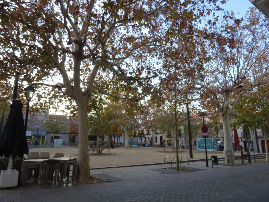 Plàtans de la plaça de Barcelona.