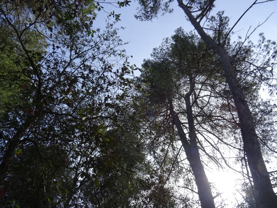 El pi pinyer del Casino.