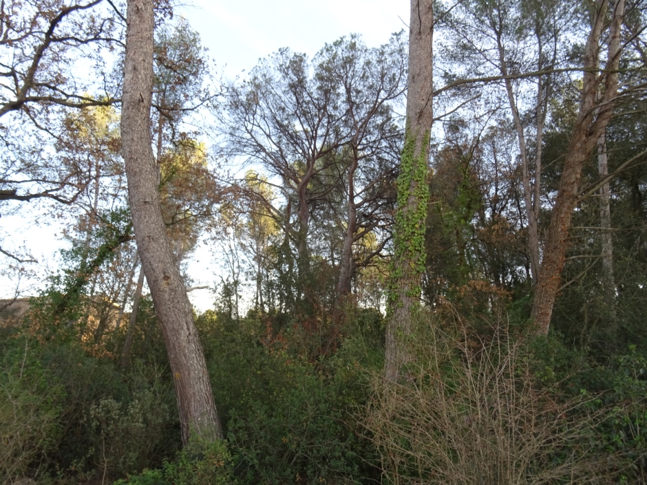 El pi de les Quatre Branques.
