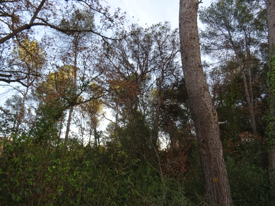 El pi de les Quatre Branques.