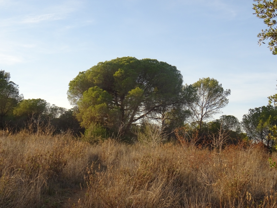 El pi blanc de la Torre Negra.
