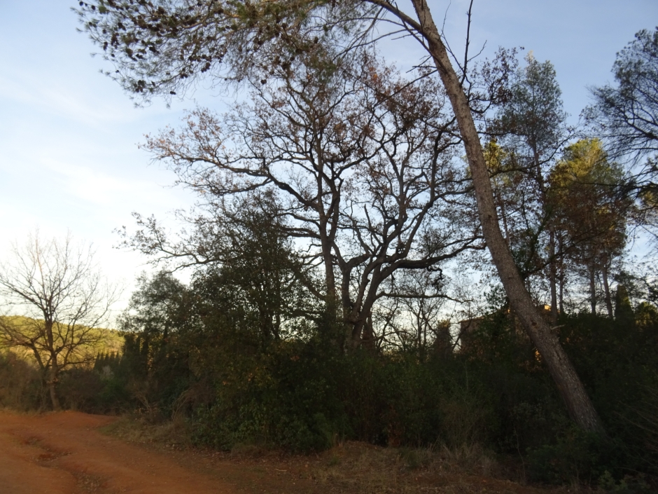 El roure de la Torre Negra.