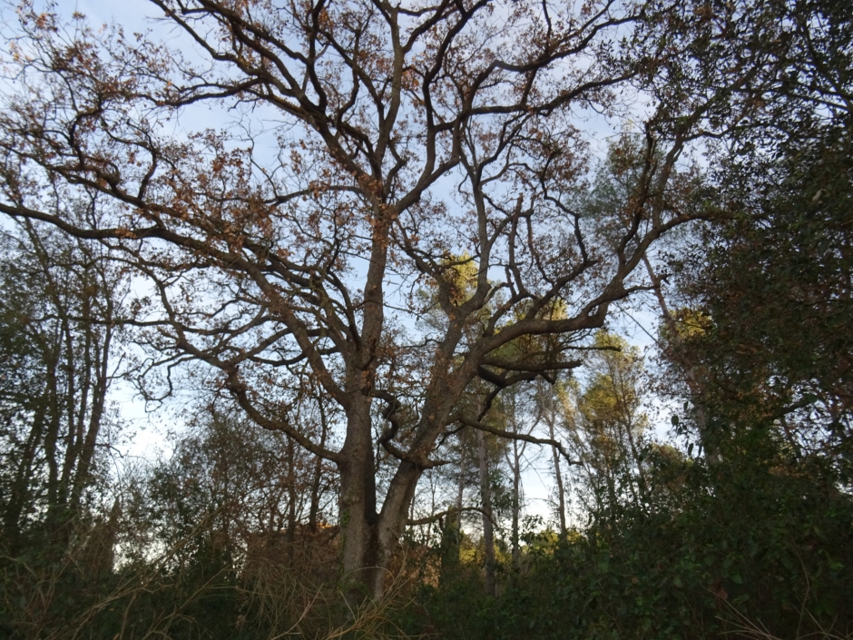 El roure de la Torre Negra.