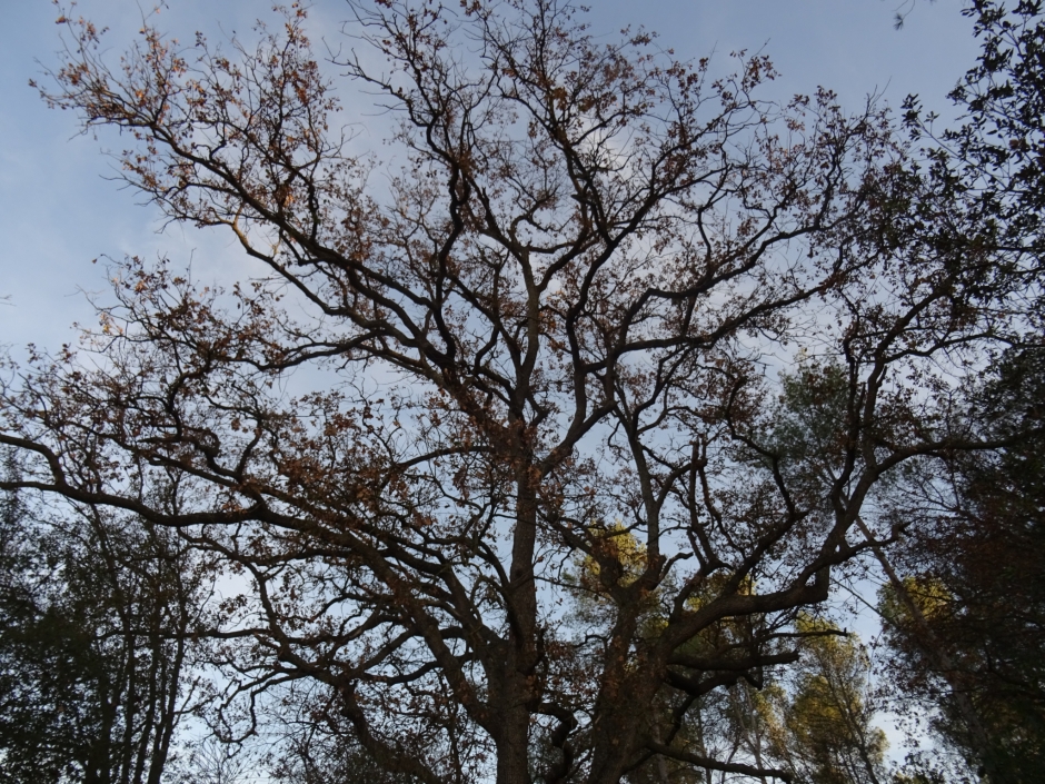 El roure de la Torre Negra.