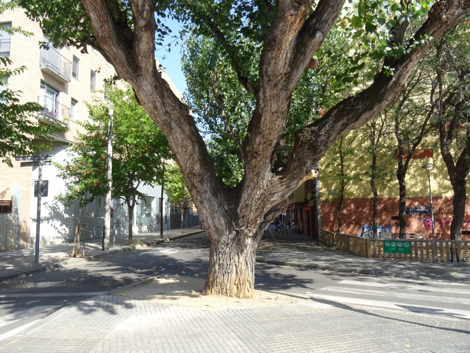El pollancre del Camí de la Creu.