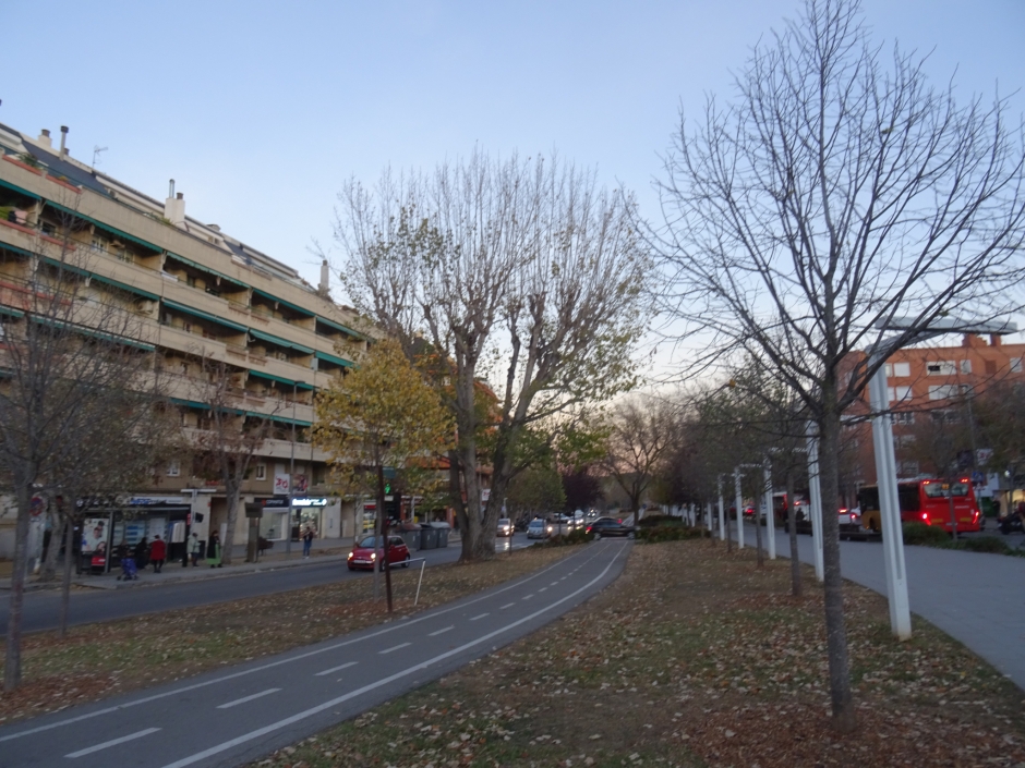 El pollancre de la rambla del Celler.