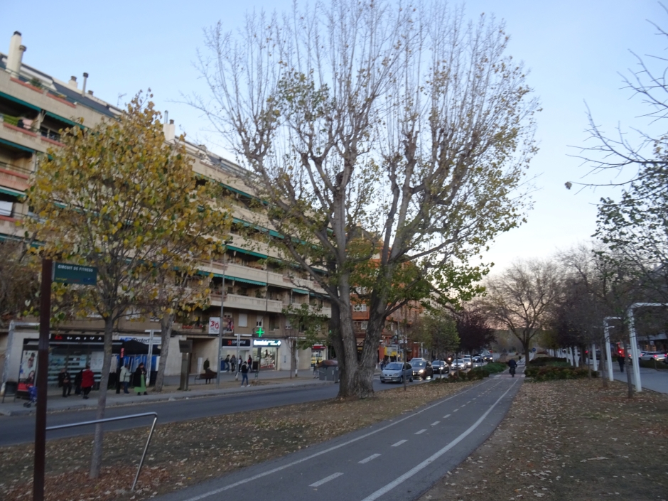 El pollancre de la rambla del Celler.