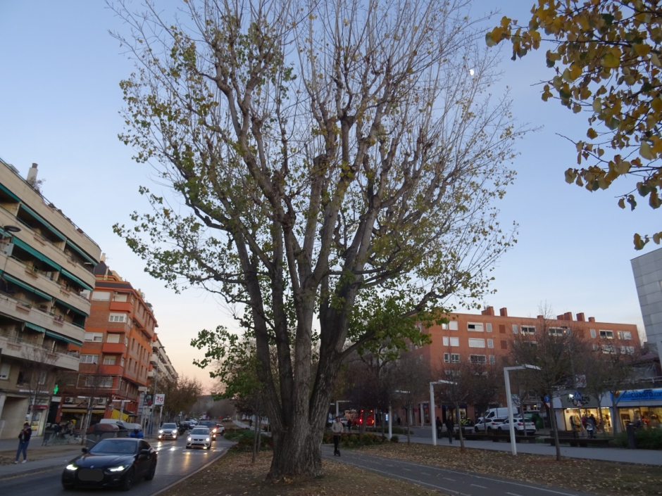 El pollancre de la rambla del Celler.
