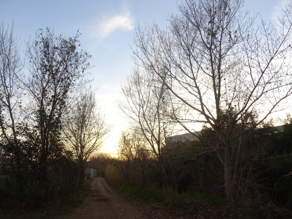 Pollancre de Can Solà