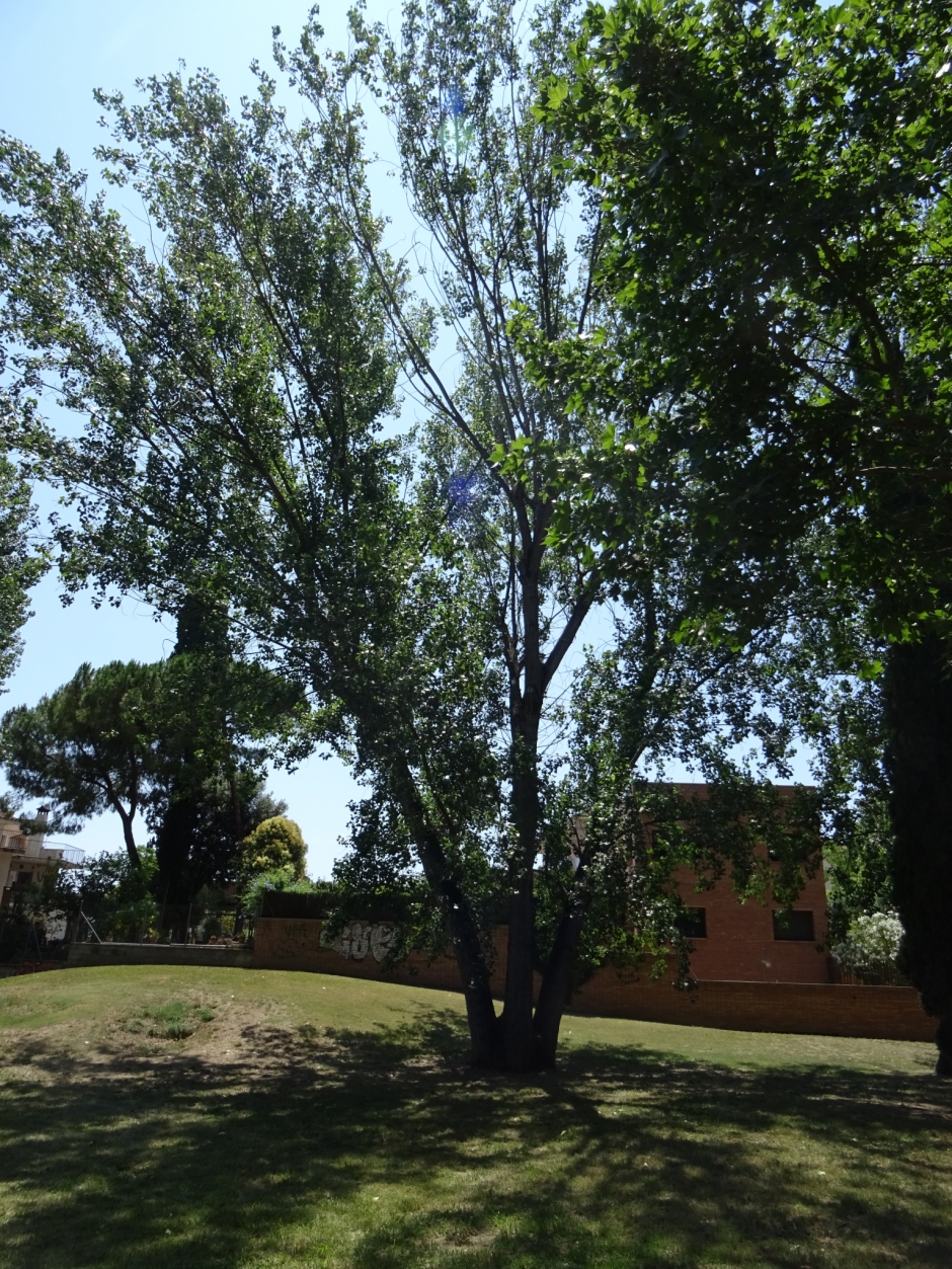 Pollancre a l'avinguda de Volpelleres.