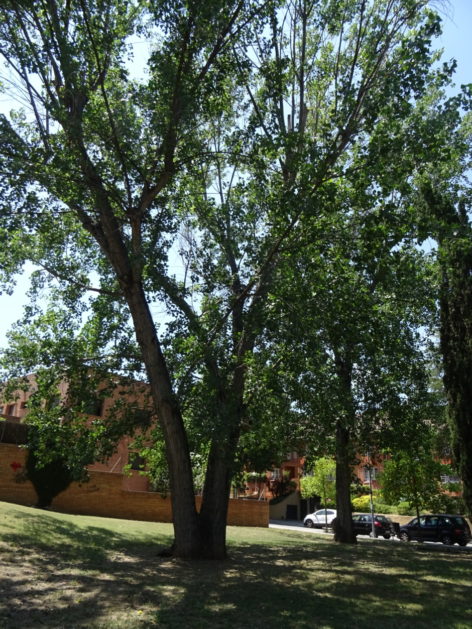 Pollancre a l'avinguda de Volpelleres.