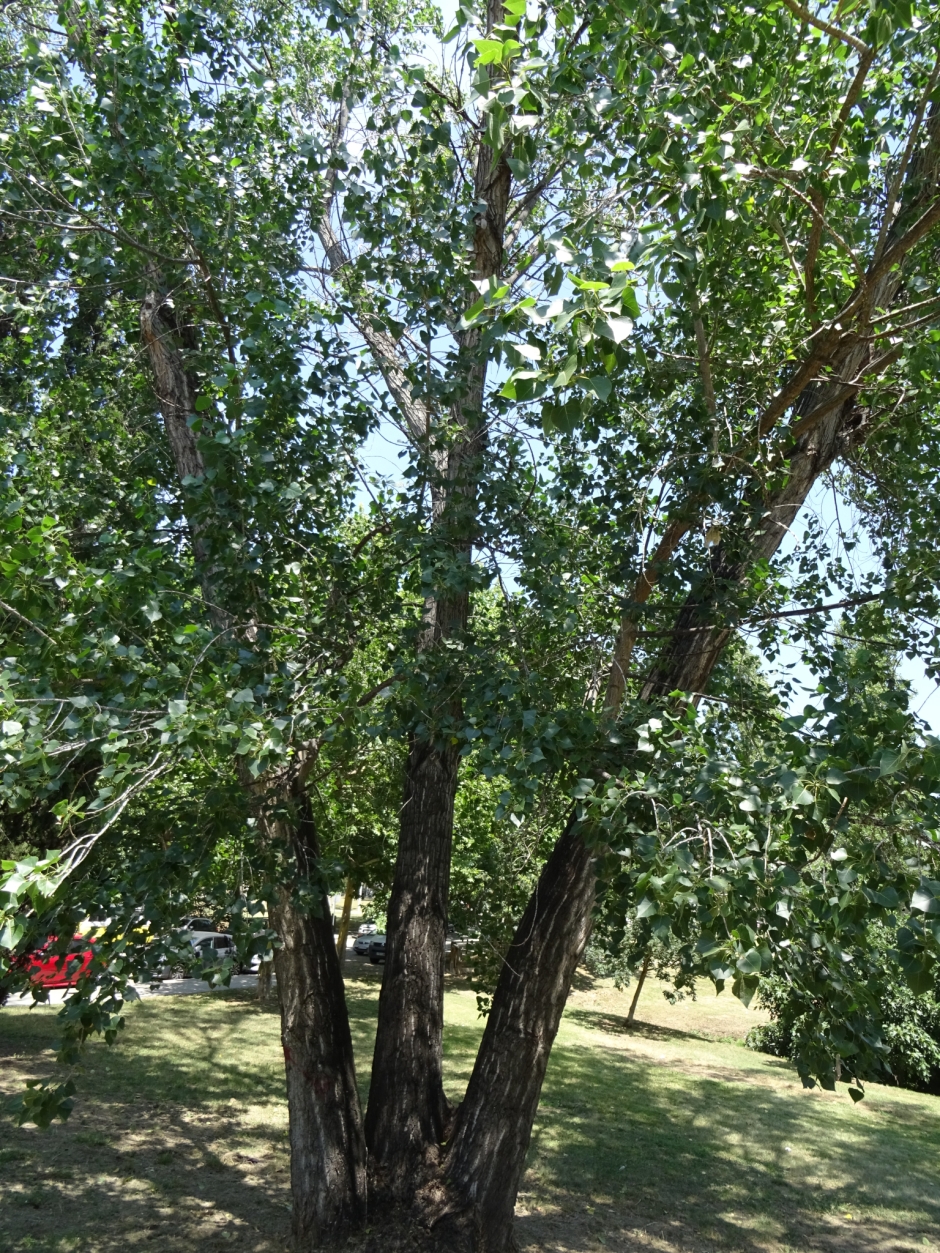 Pollancre a l'avinguda de Volpelleres.