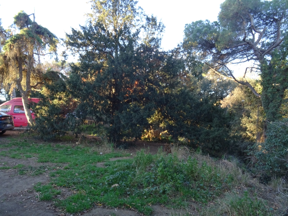 El teix de Vista Rica.