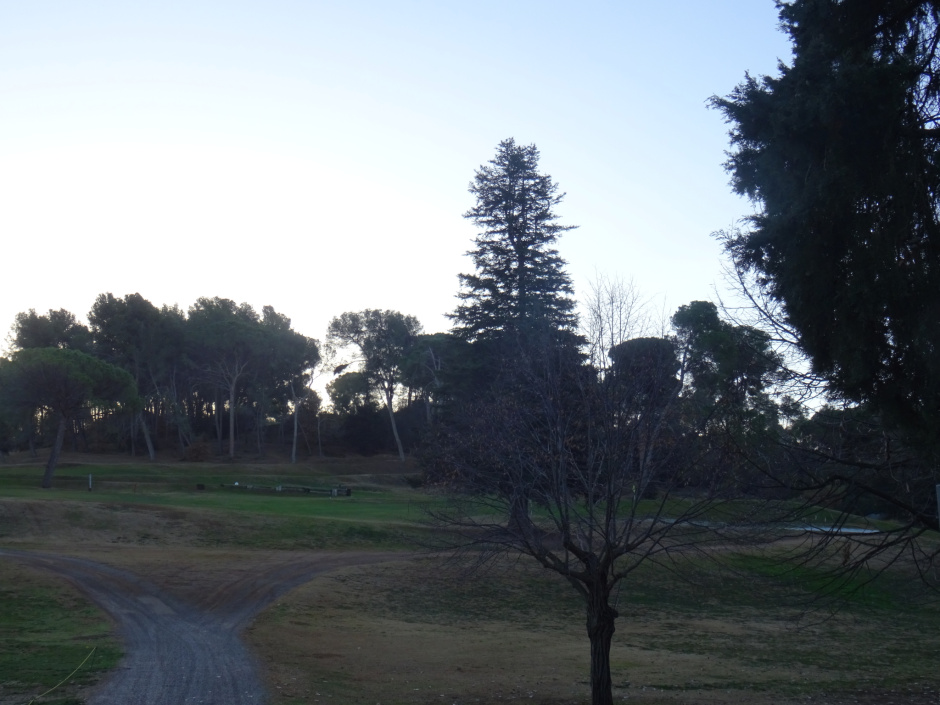 Avet altívol del Camp de Golf.