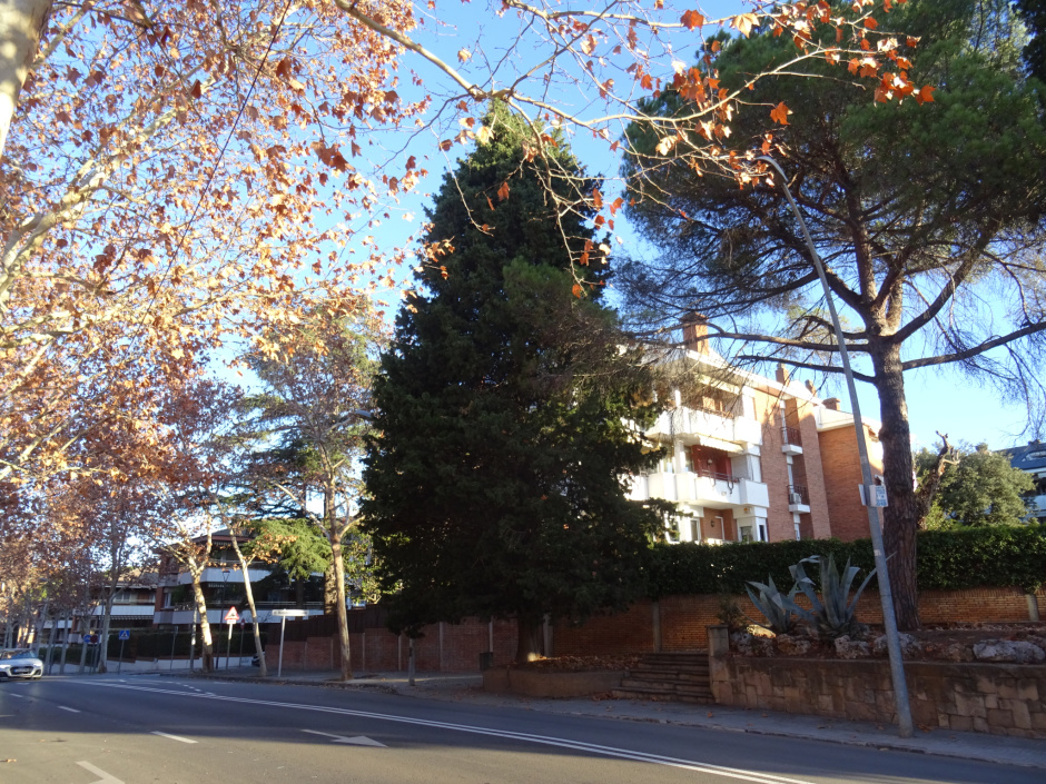 Xiprers i pi del Sant Crist.