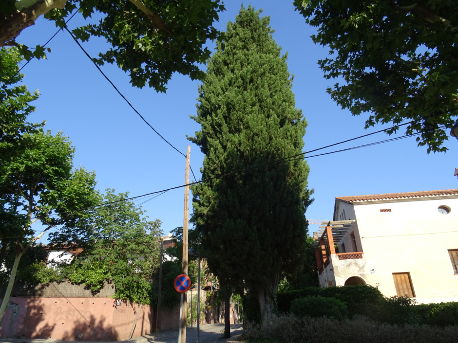 Solitari xiprer alliberat del passeig de Valldoreix.