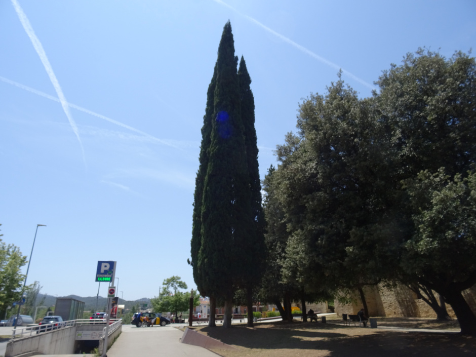 Xiprers del Monestir i de la plaça d'Octavià.
