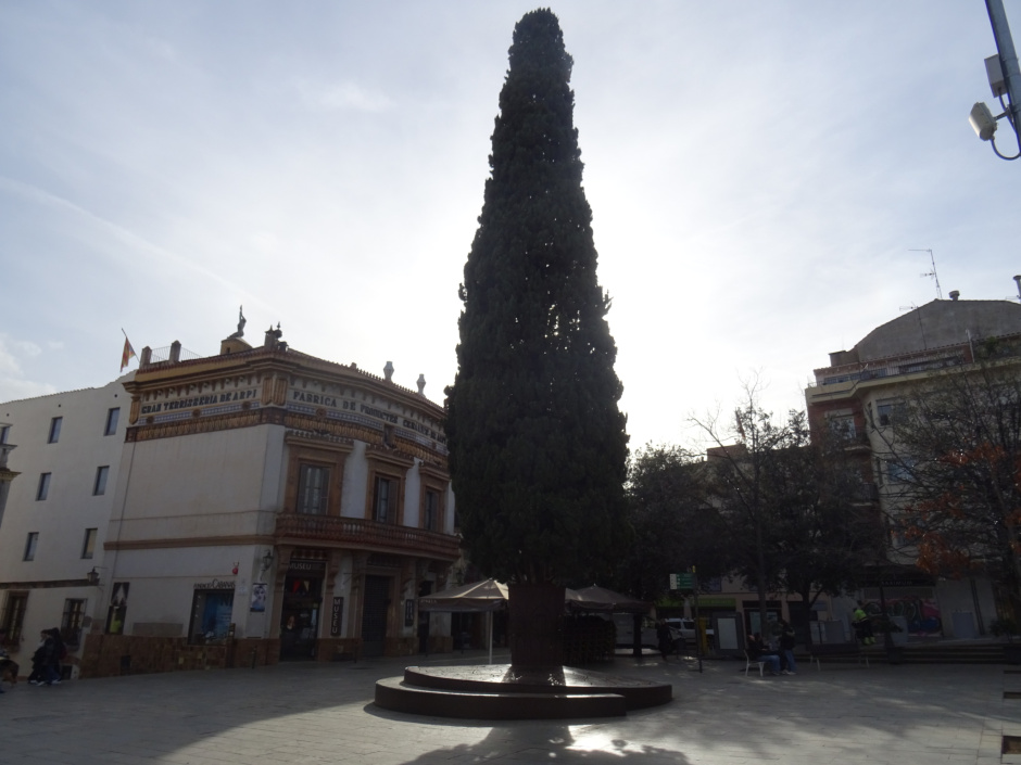 Xiprers del Monestir i de la plaça d'Octavià.