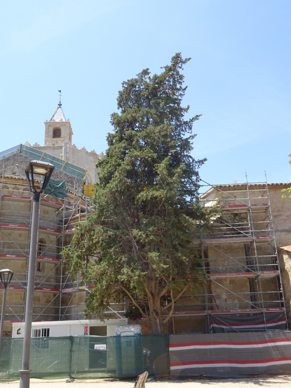 Xiprers del Monestir i de la plaça d'Octavià.