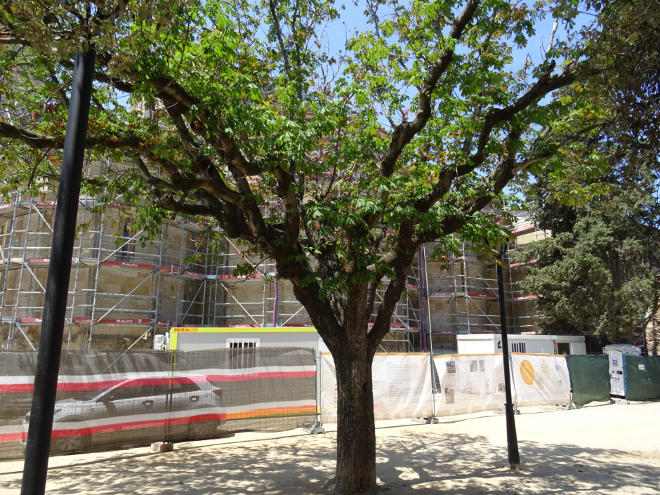 Castanyers de l'Índia del Monestir.