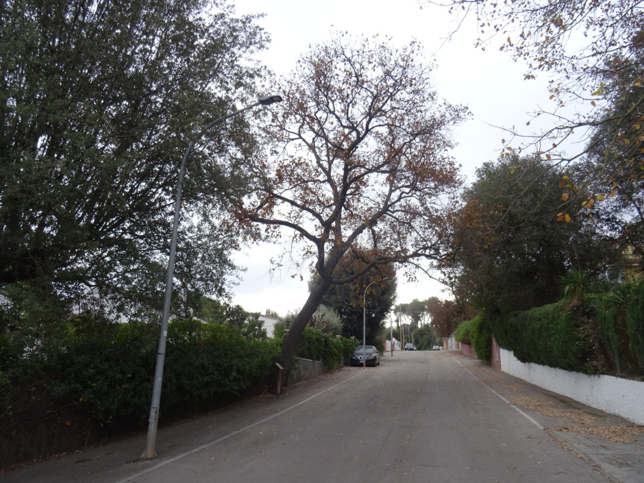 Roure del barri del Regadiu.