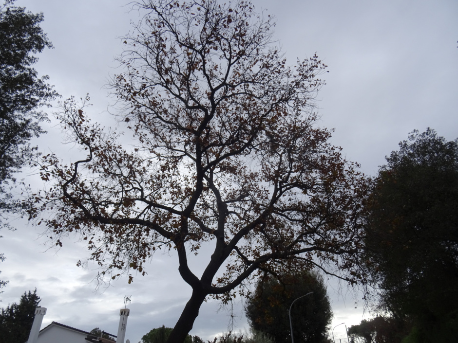 Roure del barri del Regadiu