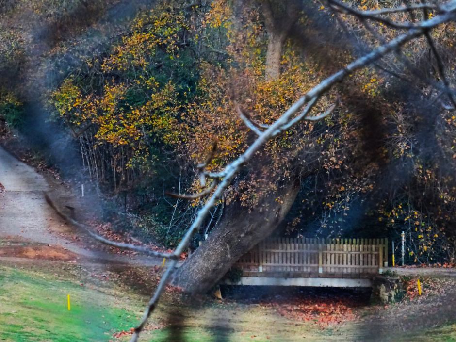 Roure del torrent de Saladrigues
