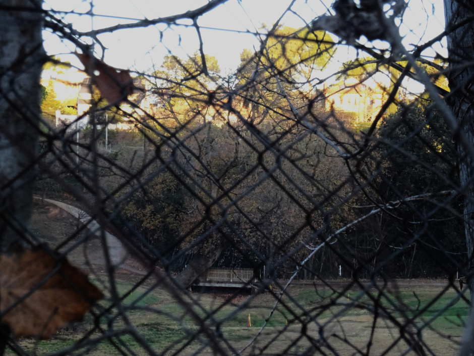 Roure del torrent de Saladrigues 