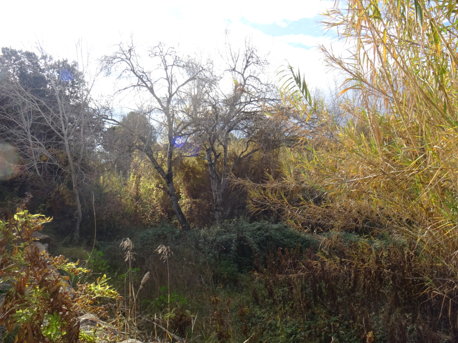 Emplaçament de l'alzina de Cal Bertu.