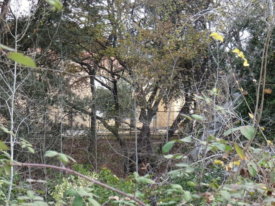 Roures del torrent de Can Volpelleres.