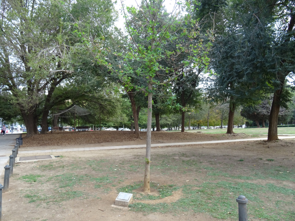 Arbre 75è aniversari Club Muntanyenc.