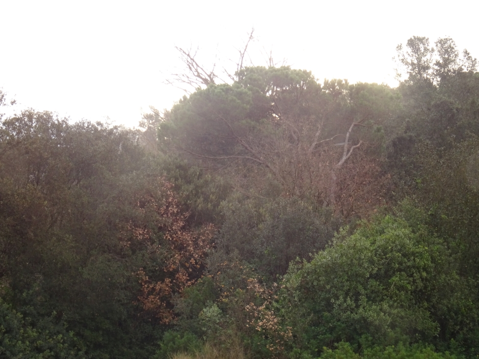 El pi de Can Busquets I.