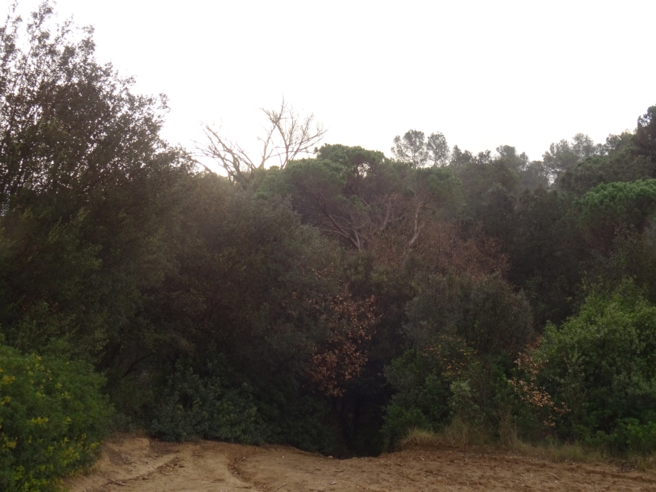 El pi de Can Busquets I.