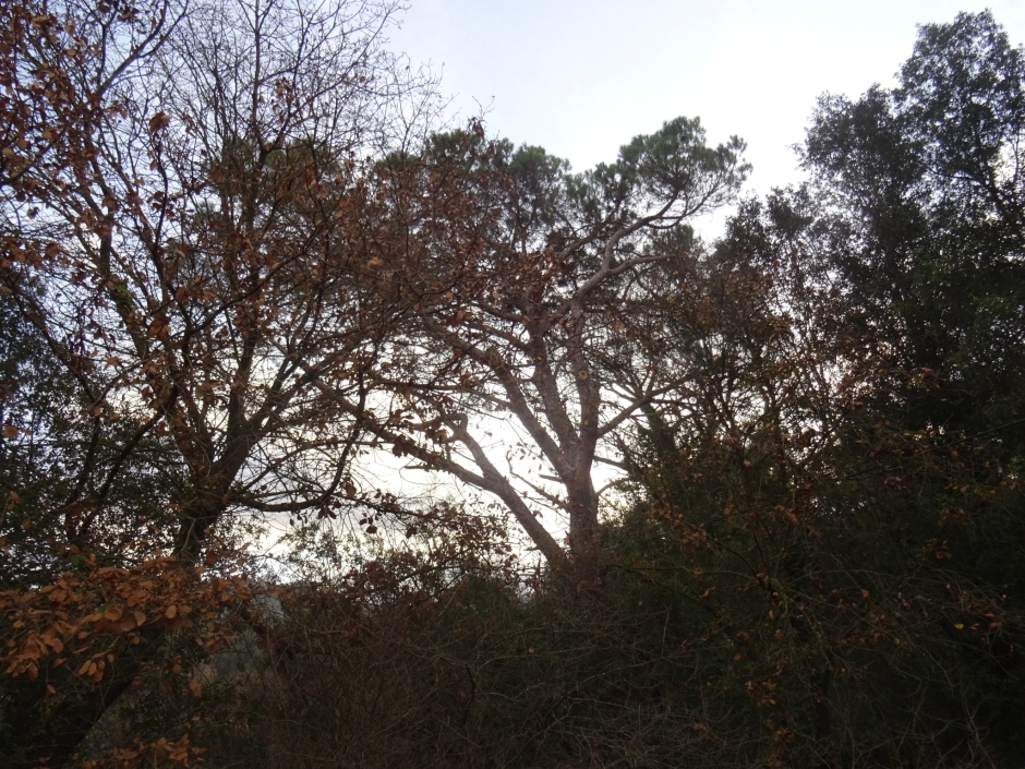 El pi de Can Busquets I.
