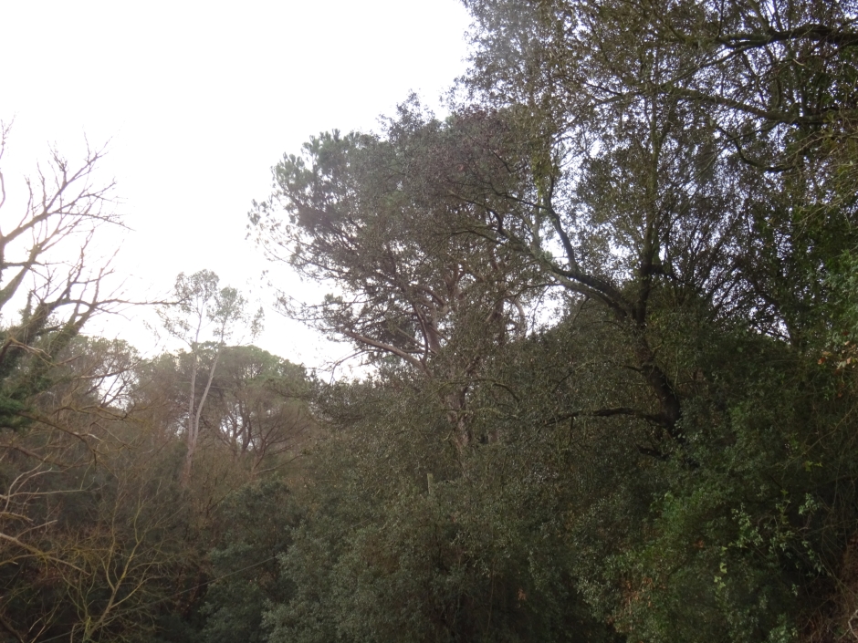 El pi de Can Busquets I.