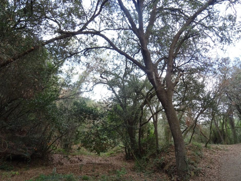 L'alzina del camí de Can Gordi.