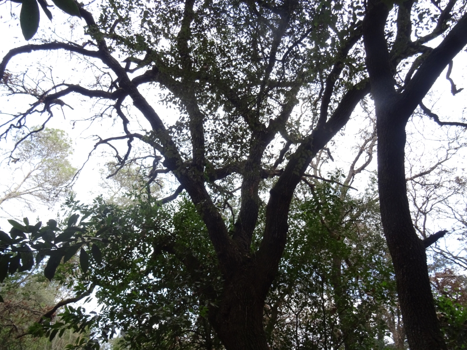 L'alzina del camí de Can Gordi.