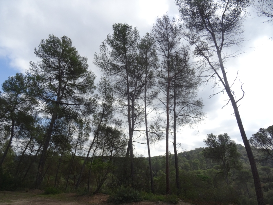 Els pins blancs del torrent de Can Bell.