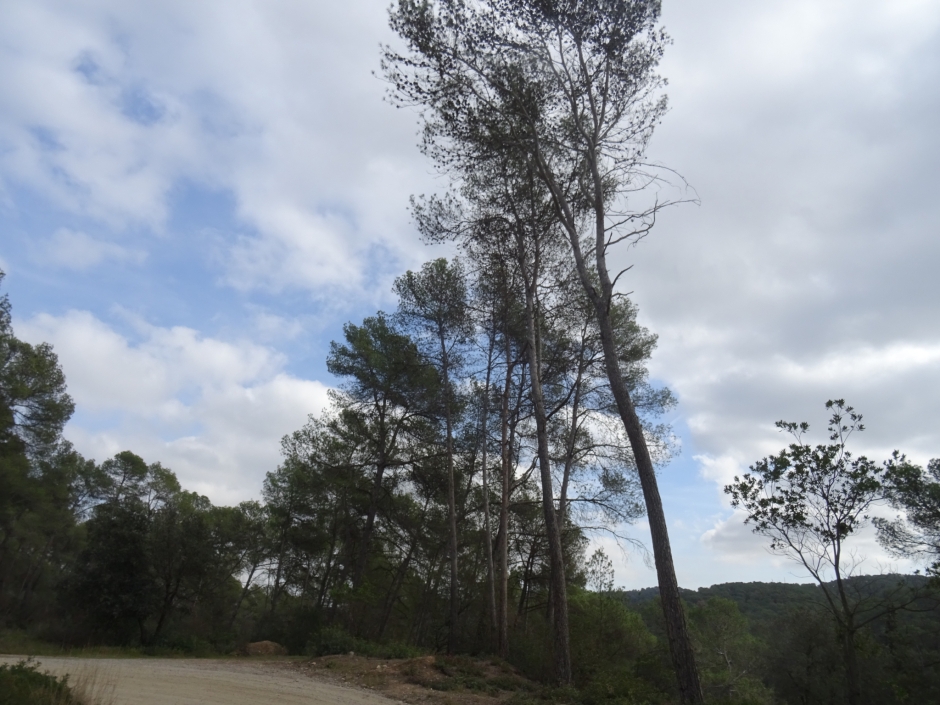 Els pins blancs del torrent de Can Bell.